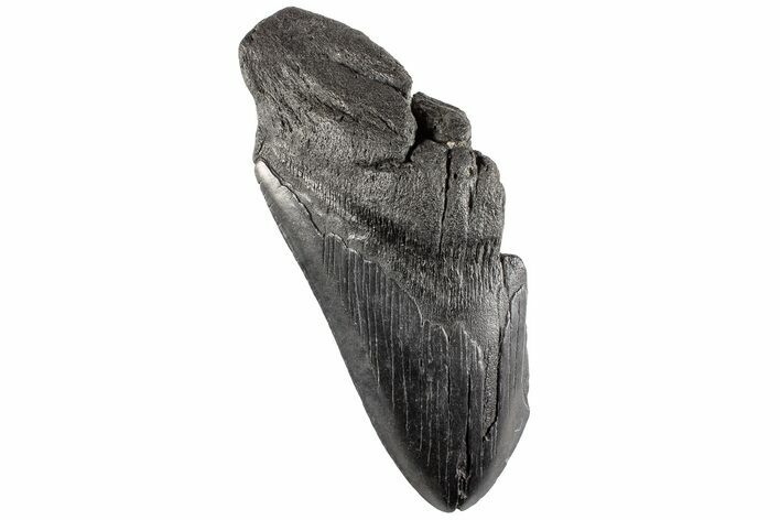 Partial Megalodon Tooth - South Carolina #170597